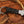 Ringtail hunting knife featuring bull horn handle details