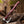 Engraved Viking Bearded Axe: 1075 Carbon Steel with Decorative Wooden Handle | Handmade Collector Axe