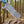 Bull Cutter Knife | Multi-Color Damascus Steel | Fixed Blade
