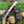 Damascus Trapper Knife Handmade Camel Bone Fold